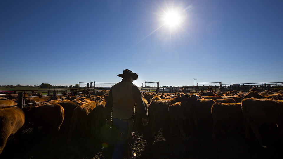Rancher among cows and calves.