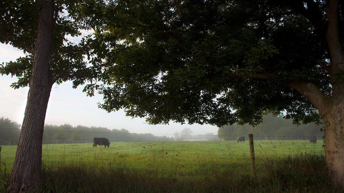 Cattle grazing on grass.