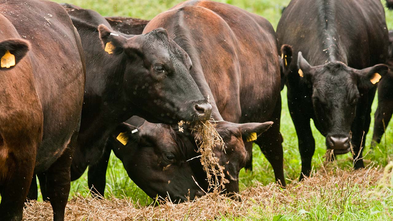 Cattle feeding on silage.