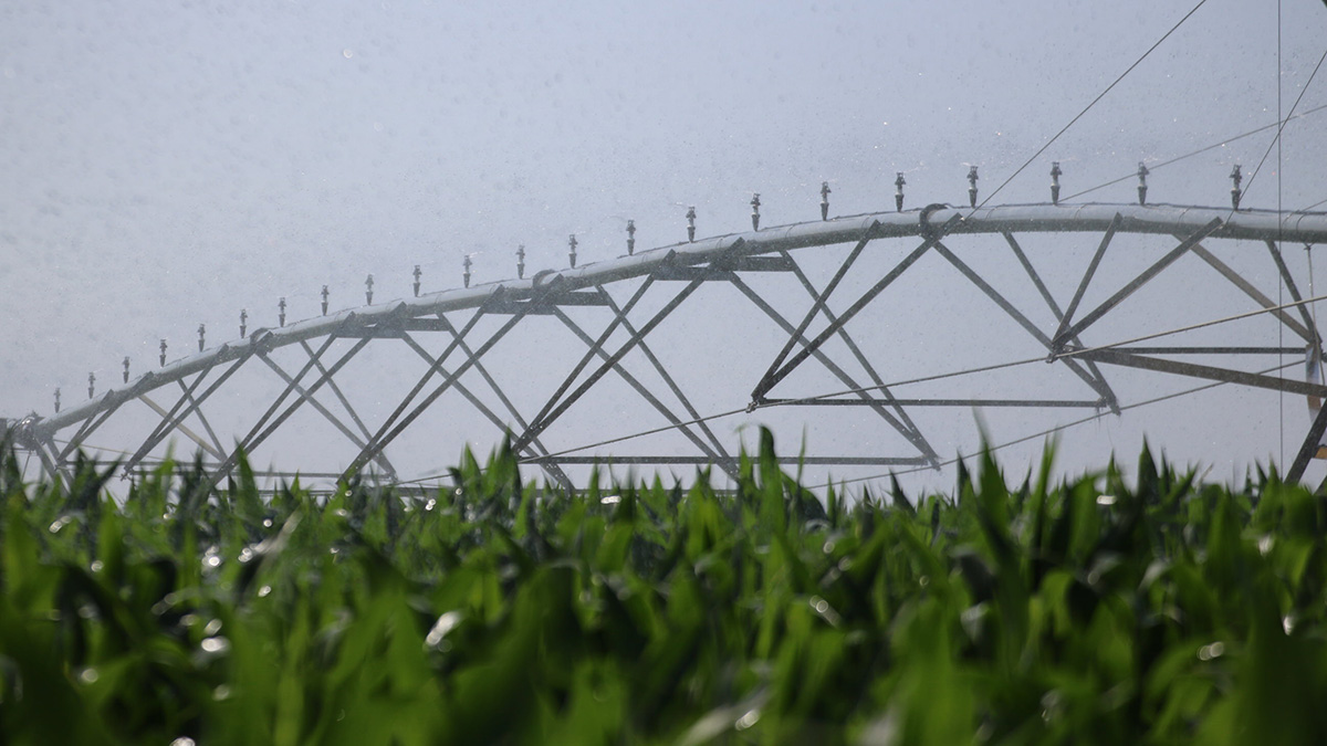 A running center pivot watering green corn plants in field. 