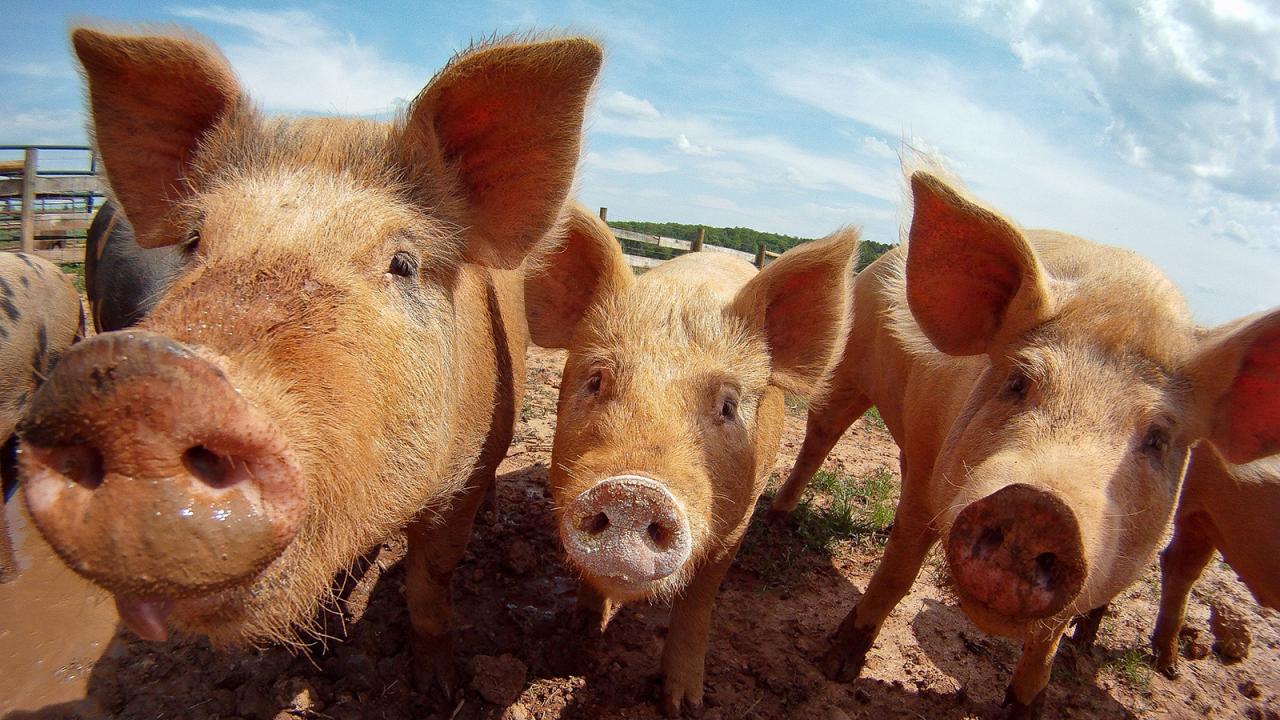 Closeup of pigs gathered together.