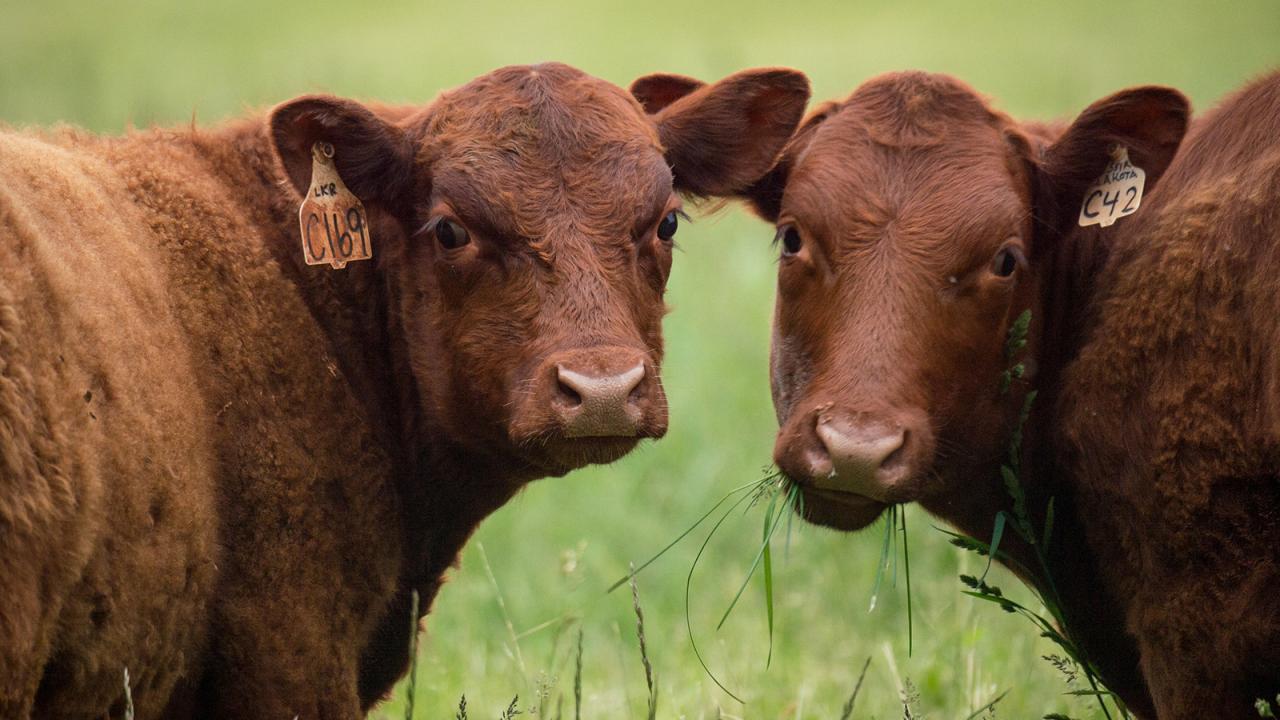 Closeup of two brown cows.