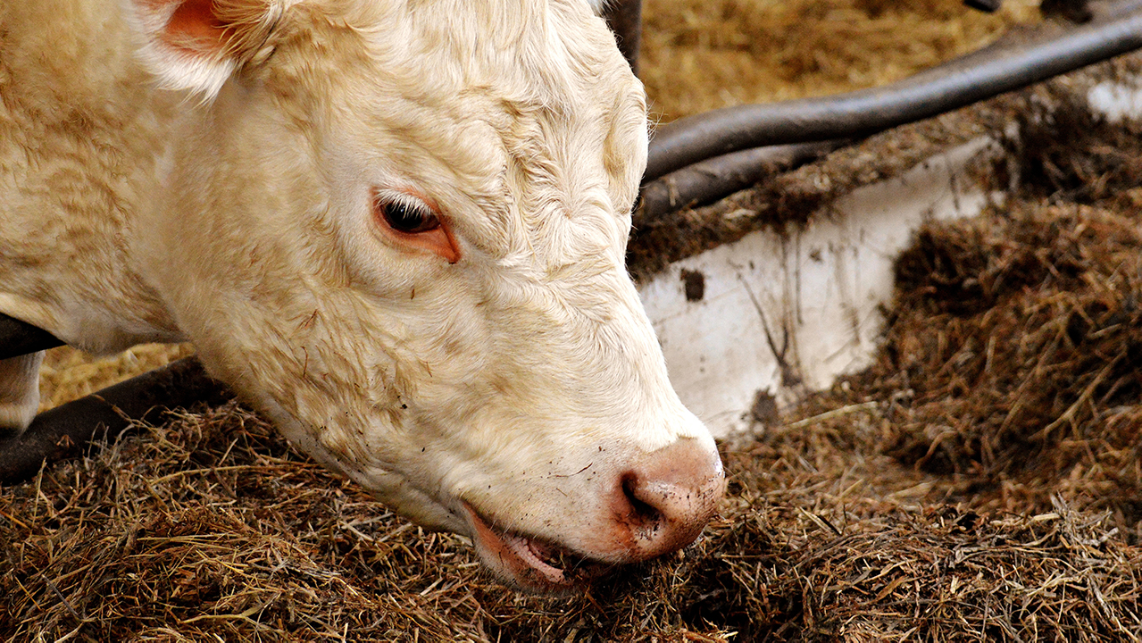 Closeup of cow feeding.