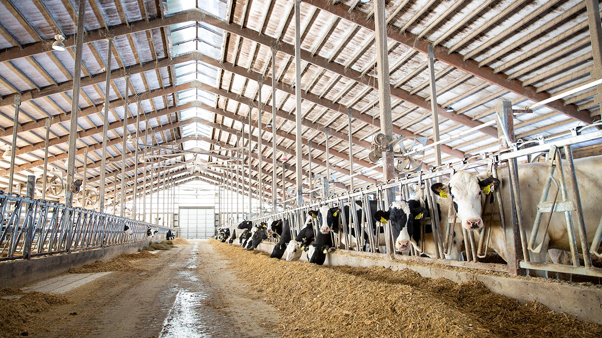 Holstein dairy cows in freestall barn.