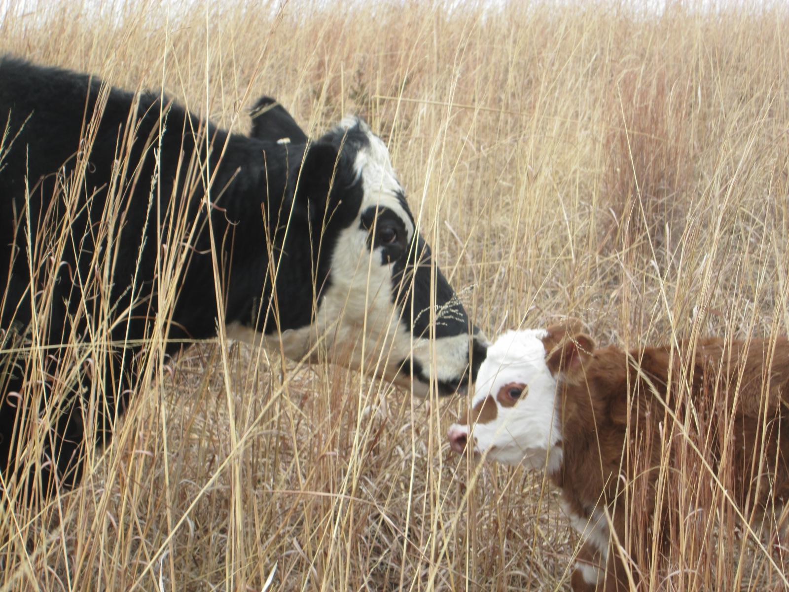 a calf and its mother