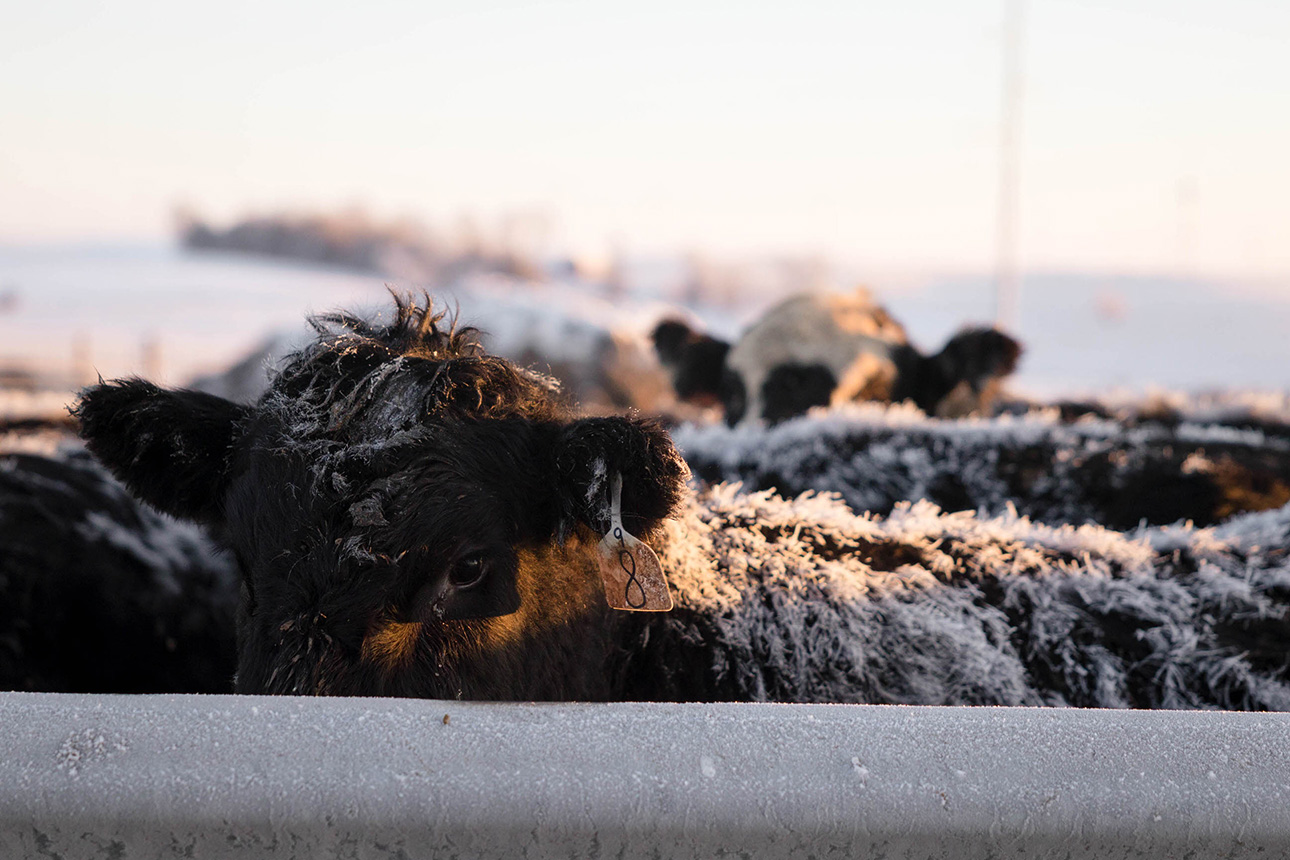 cattle covered in snow in pen.