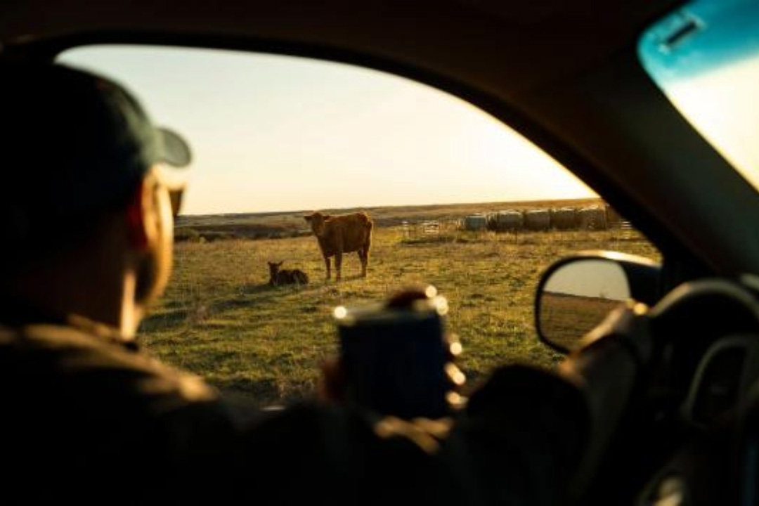 Rancher in pickup checking cattle.