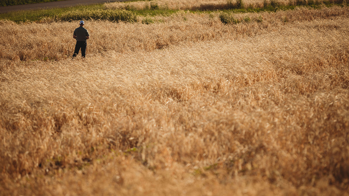 Man standing in soybean field.