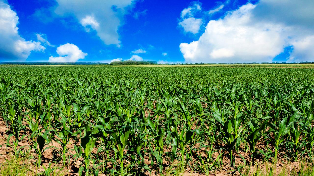 Corn field under blue sky.