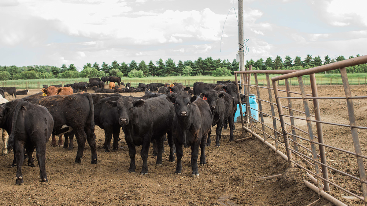 Cattle in feedyard.