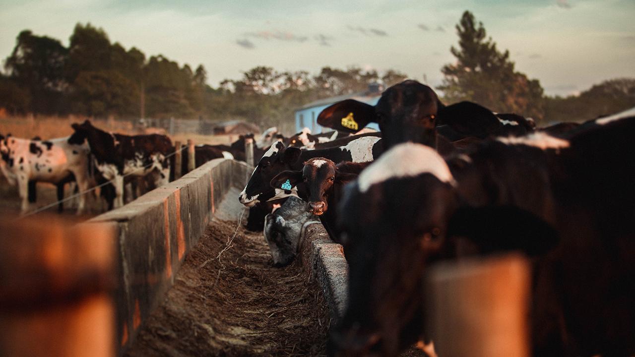 Cattle feeding at trough.