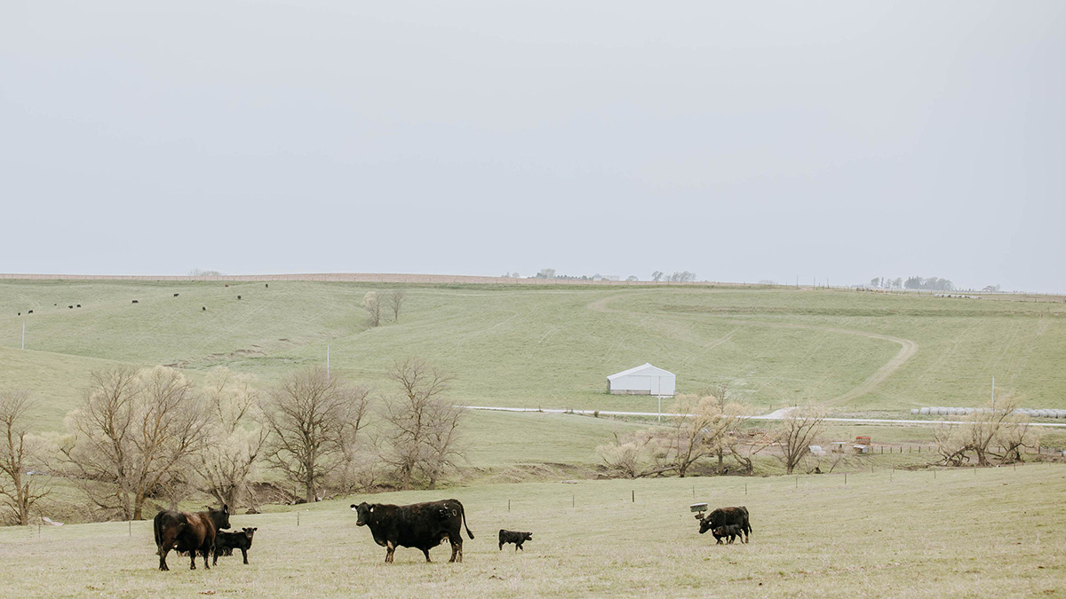 Black Angus cattle graze in Nebraska pasture.