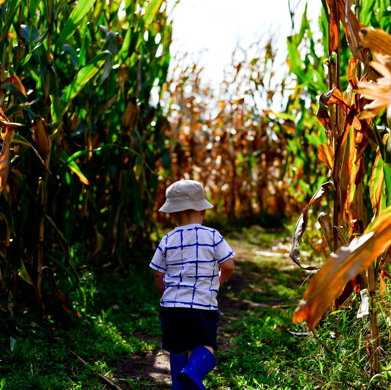 Child walking through path in corn field.