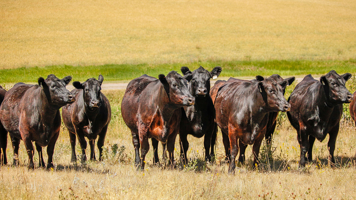 Black Angus cattle in green paasture.