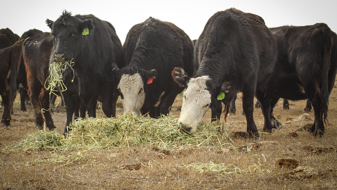 Replacement heifers feeding in a group.