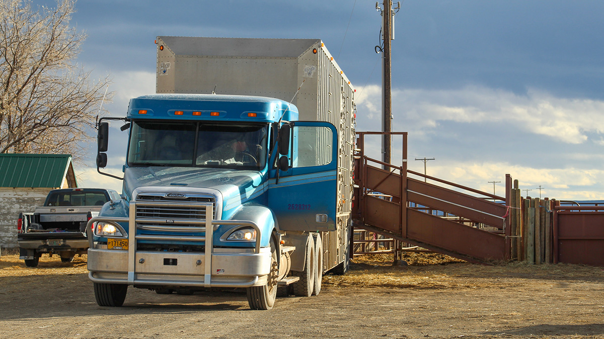 Semi-truck loading cattle.