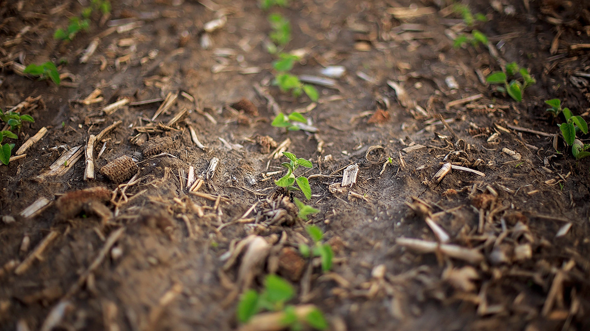 Young soybean plants emerging.