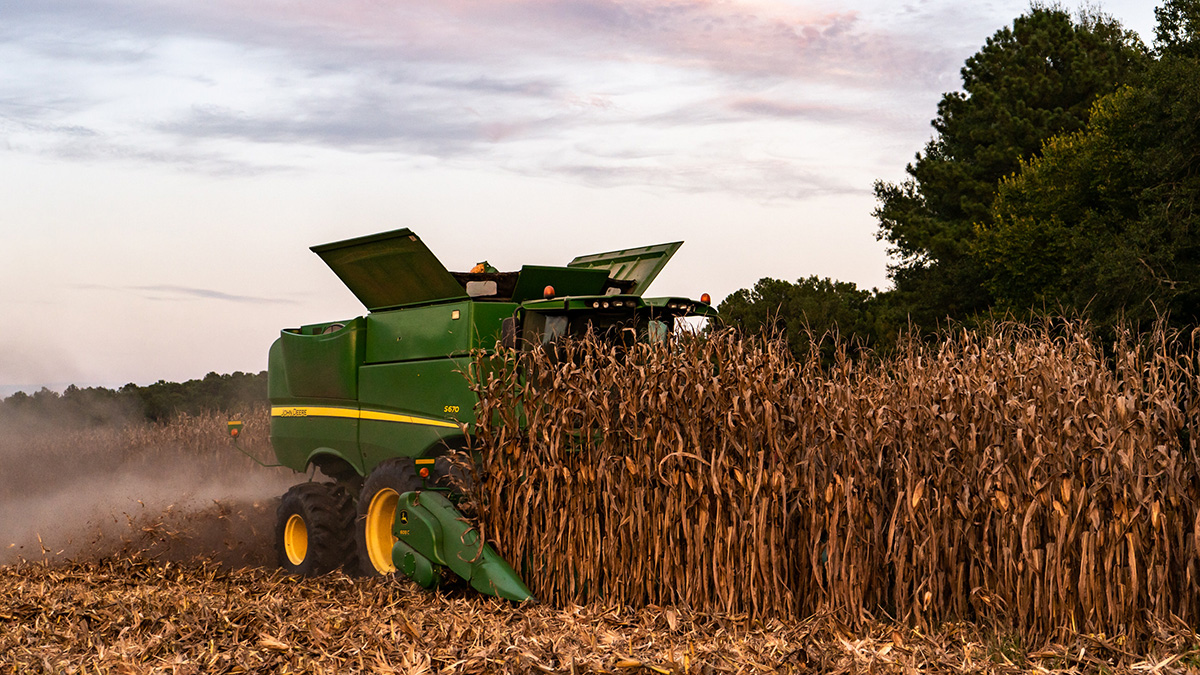 Combine harvesting mature corn.