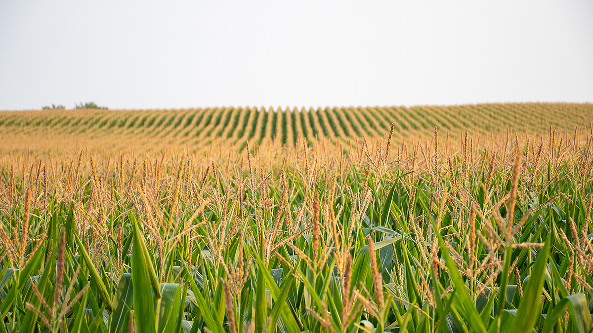 Mid-season corn photo.