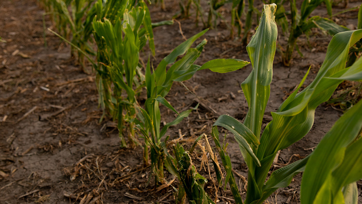 hail-damaged corn.
