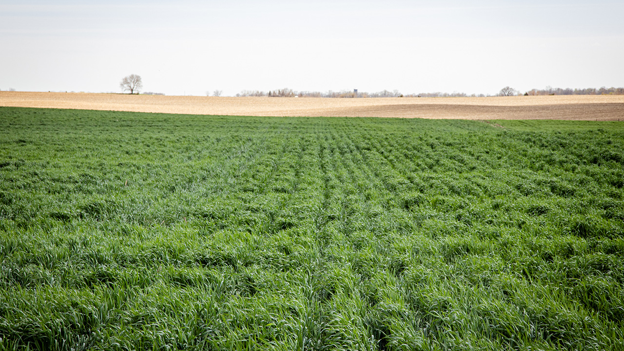 Photo of green cover crops in field.