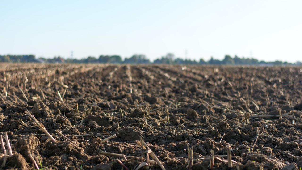 Eye-level photo of soil in field. 