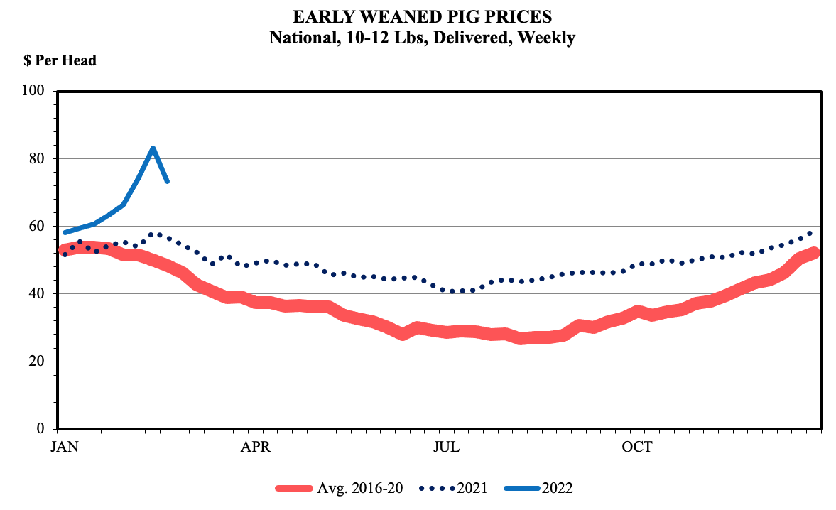 early weaned pigs graphic.