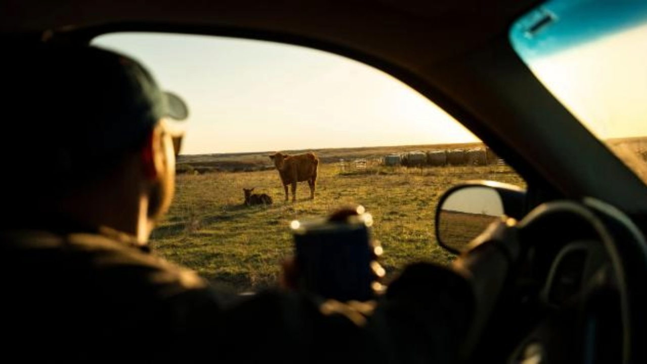 Photo of a rancher checking cattle from pickup cab.