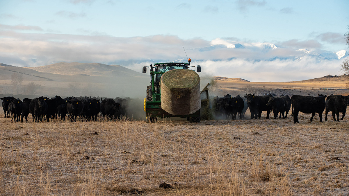 cattle feeding on round hay bale.