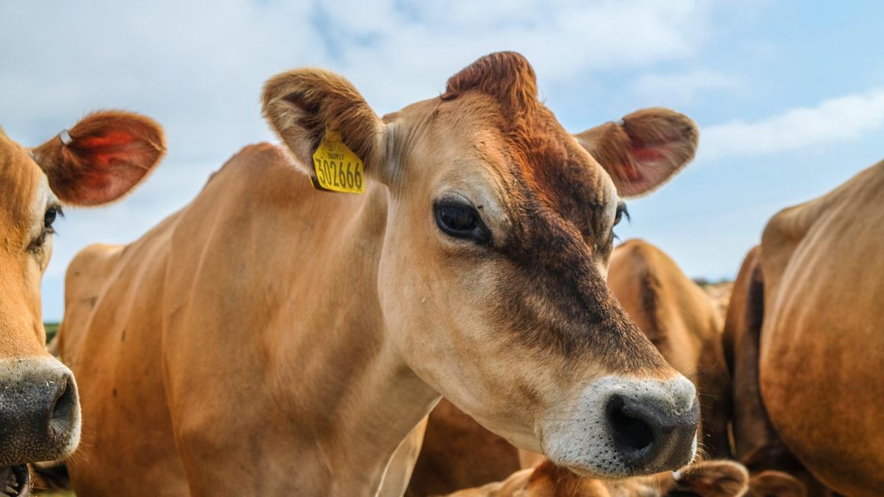 Closeup of cow with ear tag.