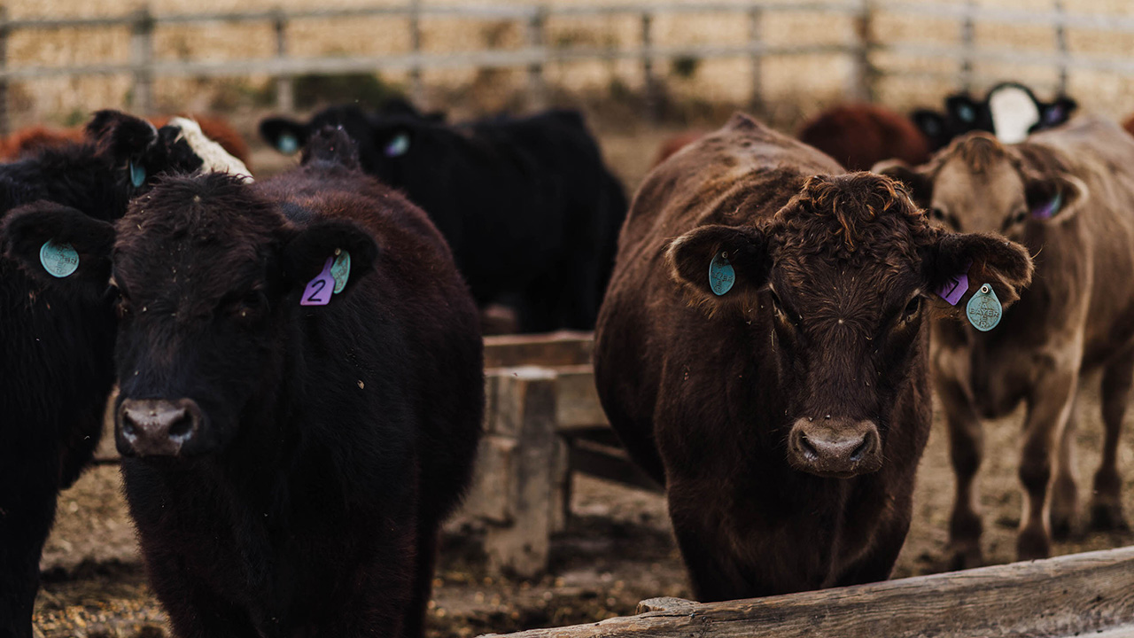Cattle with ear tags standing in a fenced dirt area.