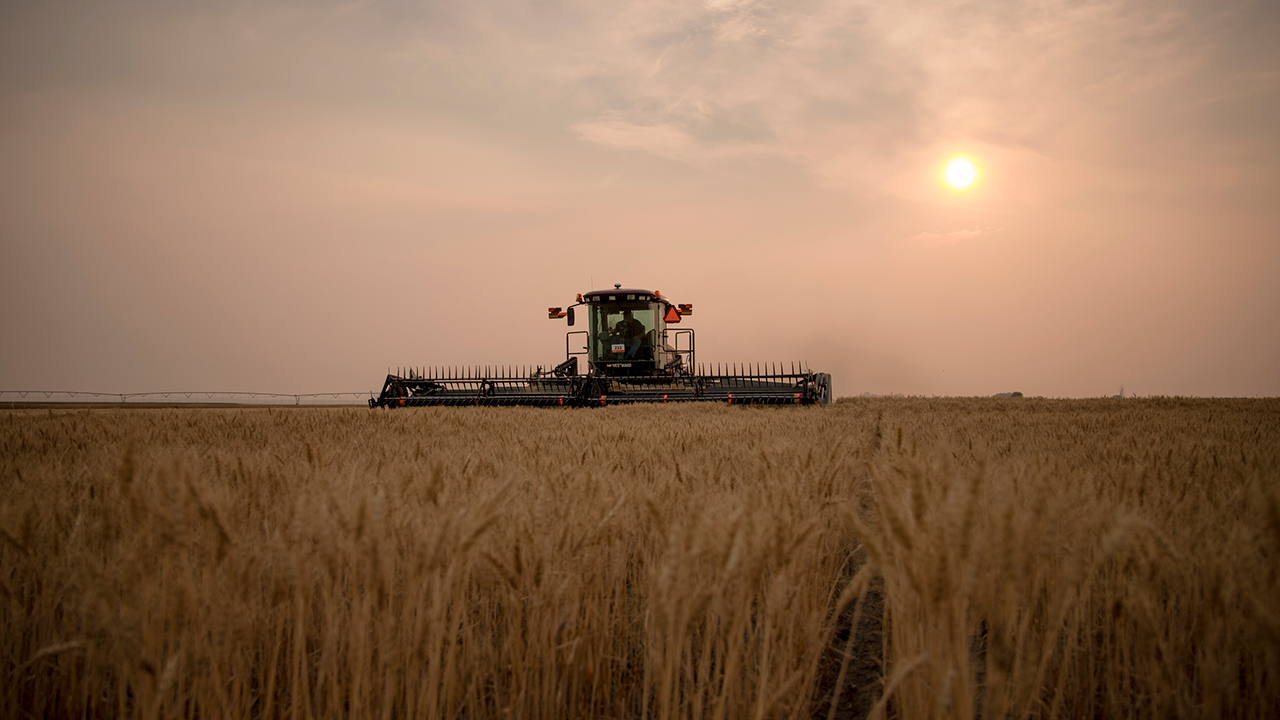 Harvesting combine in a golden wheat field under a hazy sky with the sun glowing.