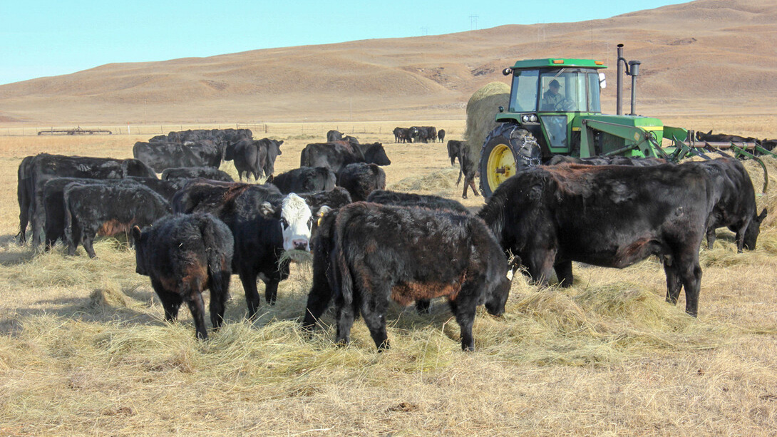 Cattle gathering near a green tractor in a dry, grassy field with rolling hills in the background.