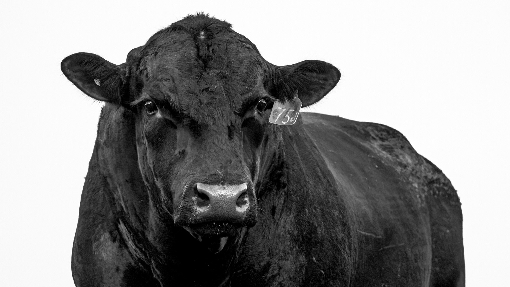 Photo of a bull in a field.
