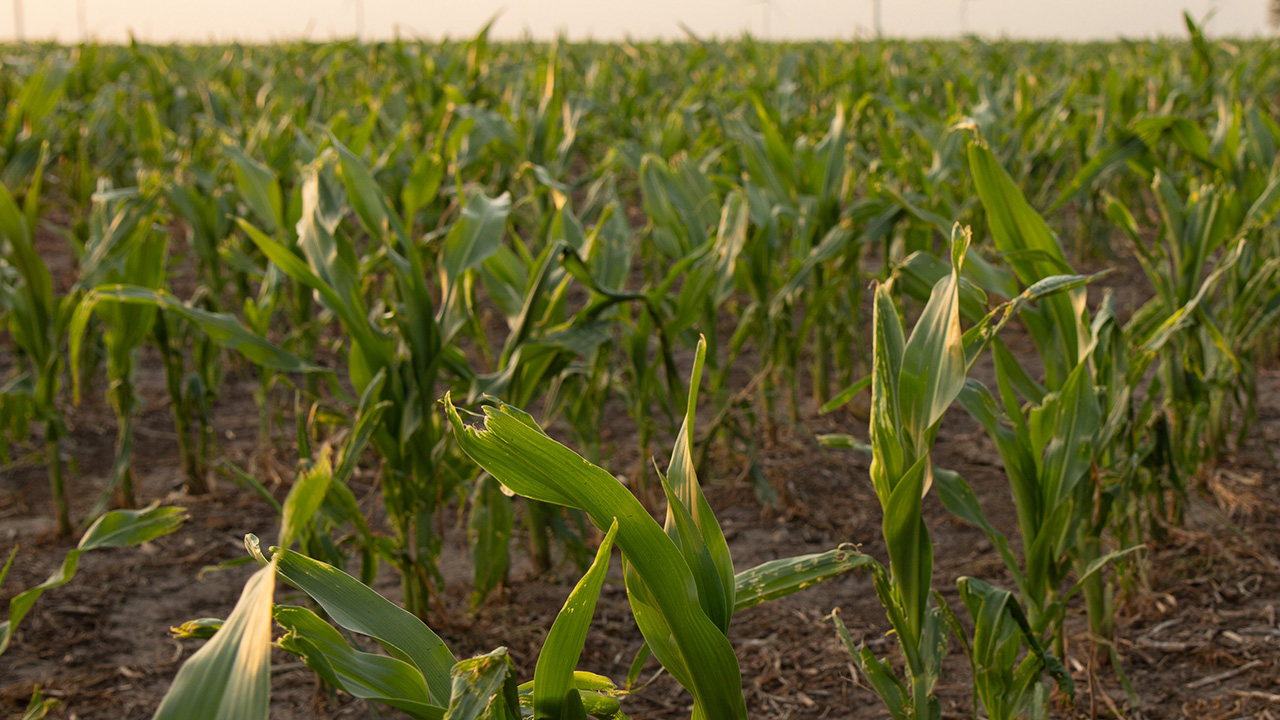 Hail damaged corn in wet soil.