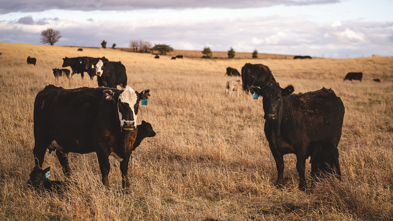Black cows grazing in a dry grassy field under a cloudy sky.