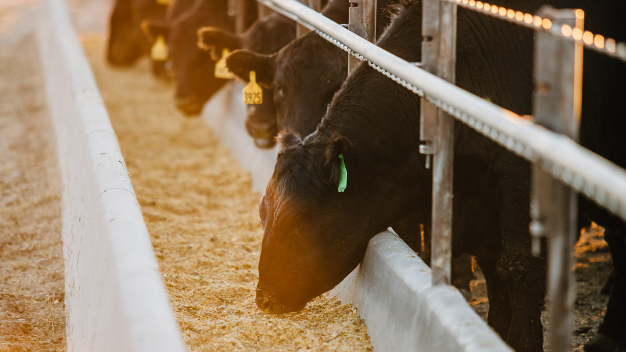 Cows eating feed from a trough under warm sunlight.