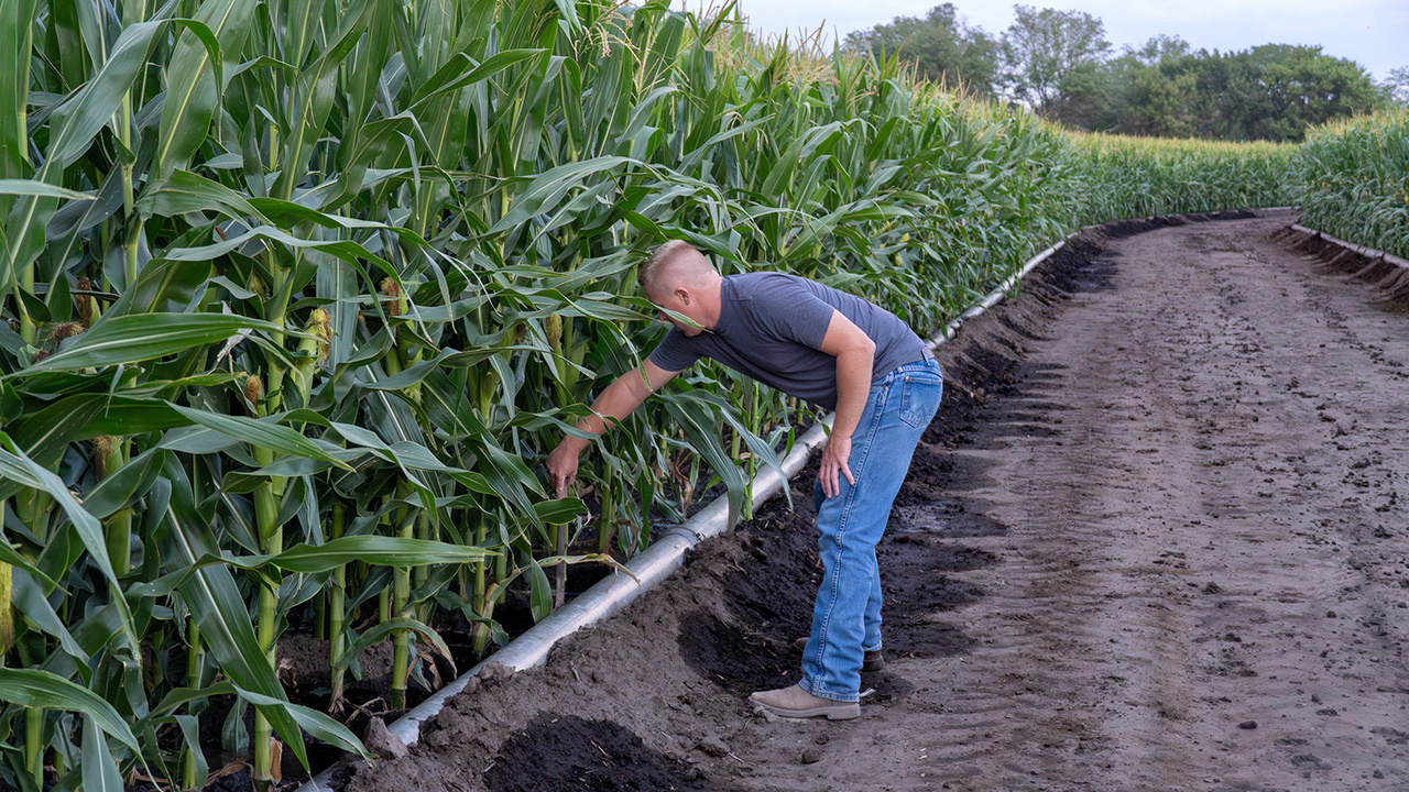 A man checks corn at the edge of a field.
