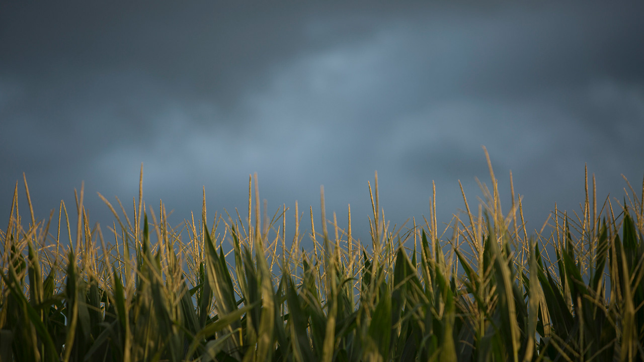 Stormy sky over a cornfield with green stalks topped by light tassels.