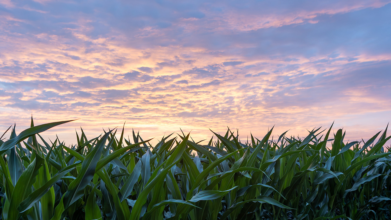 Cornfield under a vibrant pink and purple sunset sky.