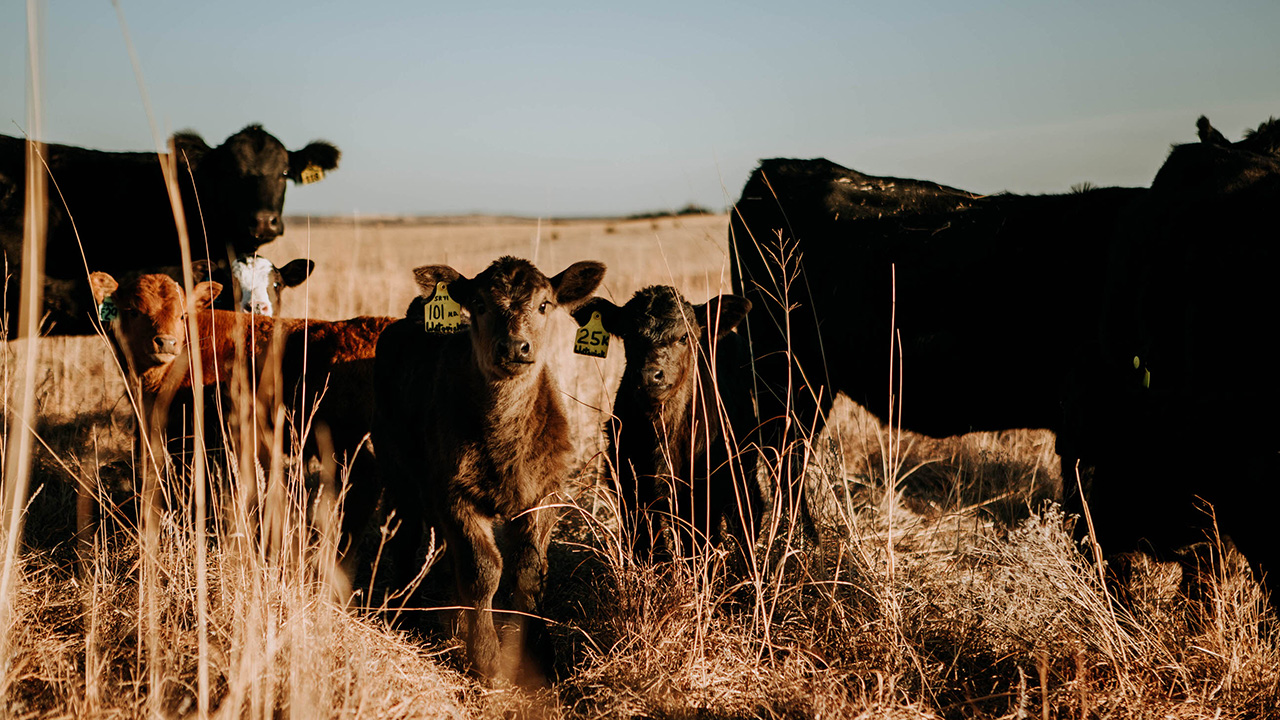 Cows and calves in pasture.