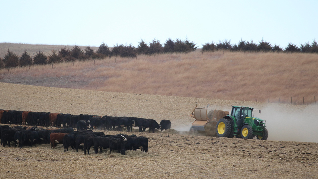 Tractor spreading hay for a large herd of black cattle in a dry, grassy field.