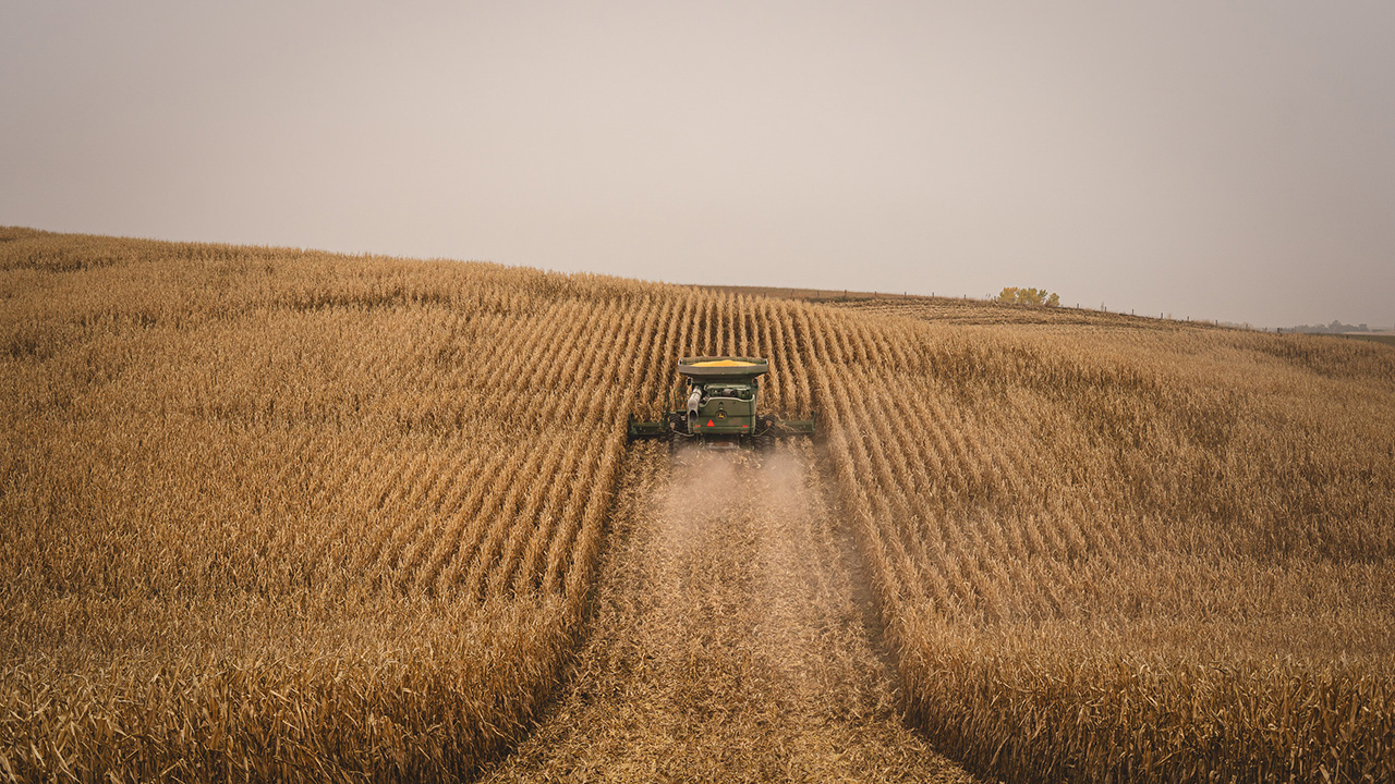 Tractor harvesting a golden wheat field under a hazy sky.