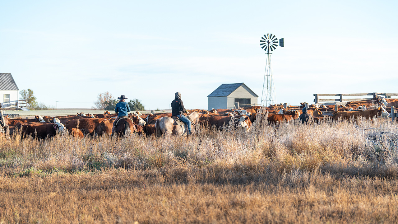 Photo of ranchers on horseback herding cattle. 