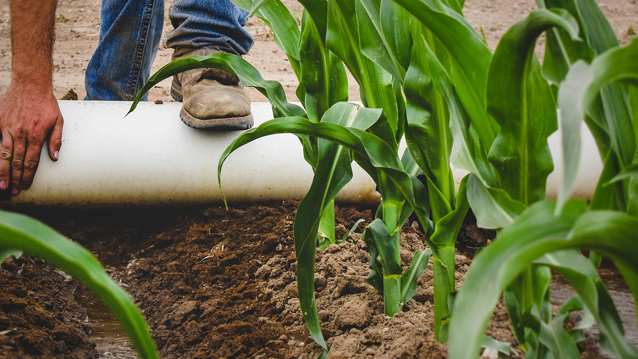 Farmer adjusts irrigation pipe as water flows through furrow between young corn plants in a surface-irrigated field.