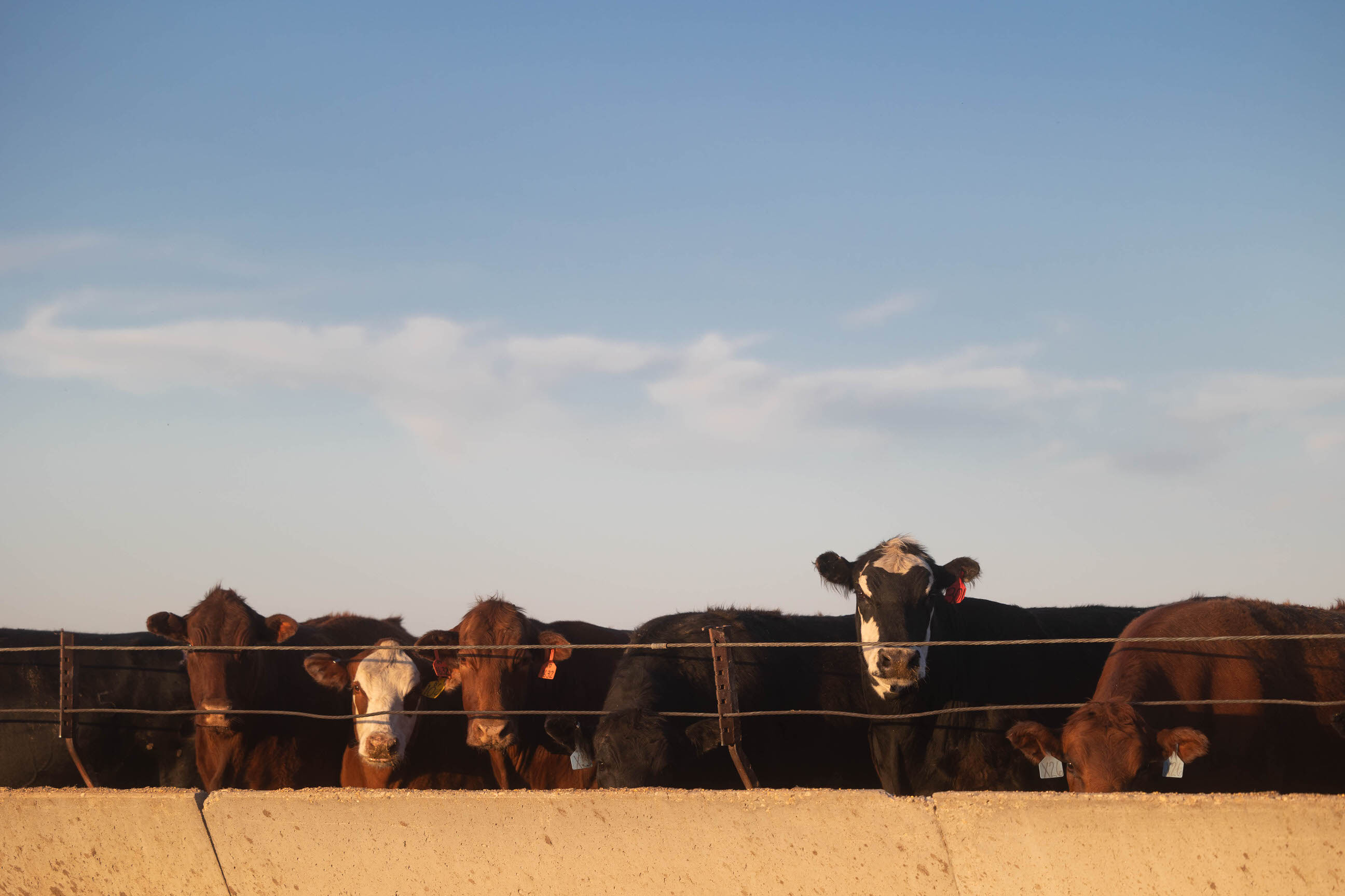 cattle in feedyard