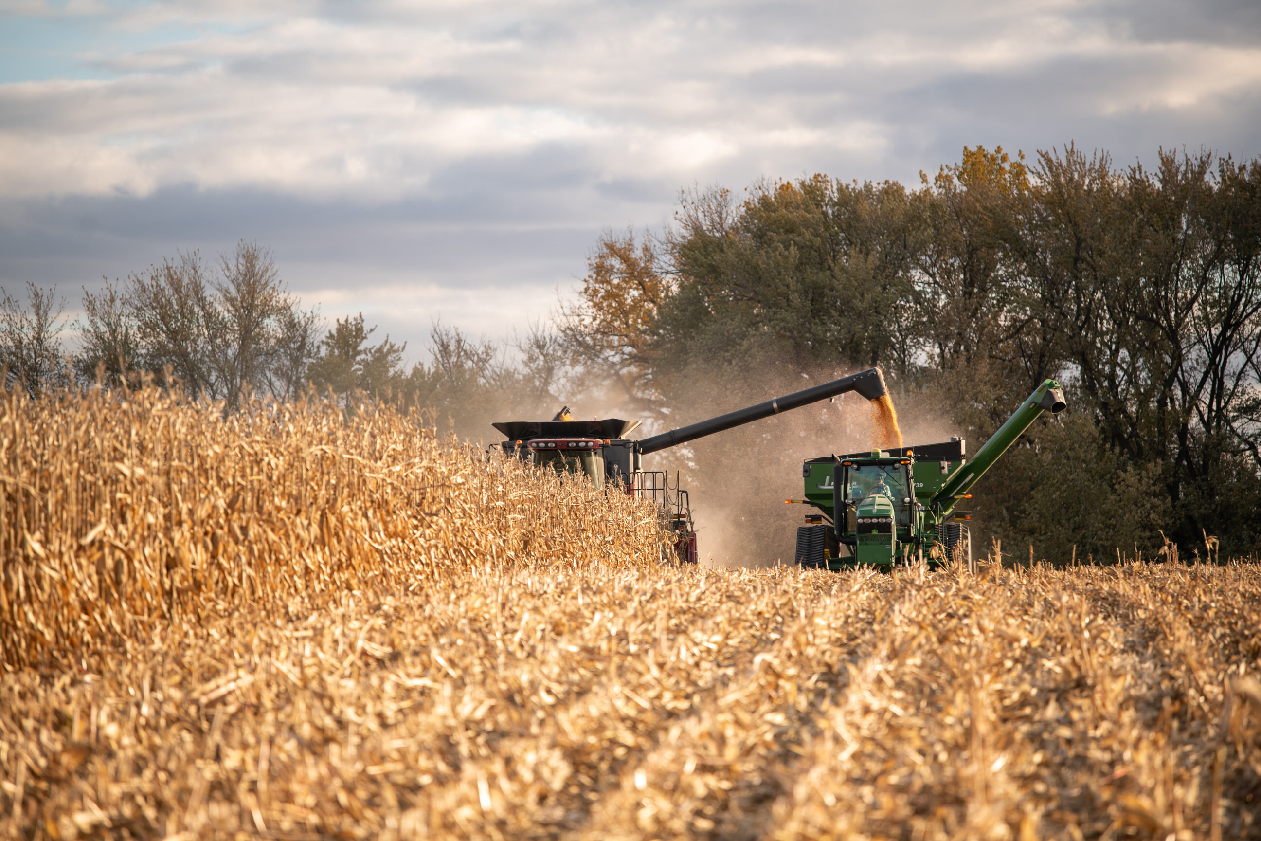 corn harvest