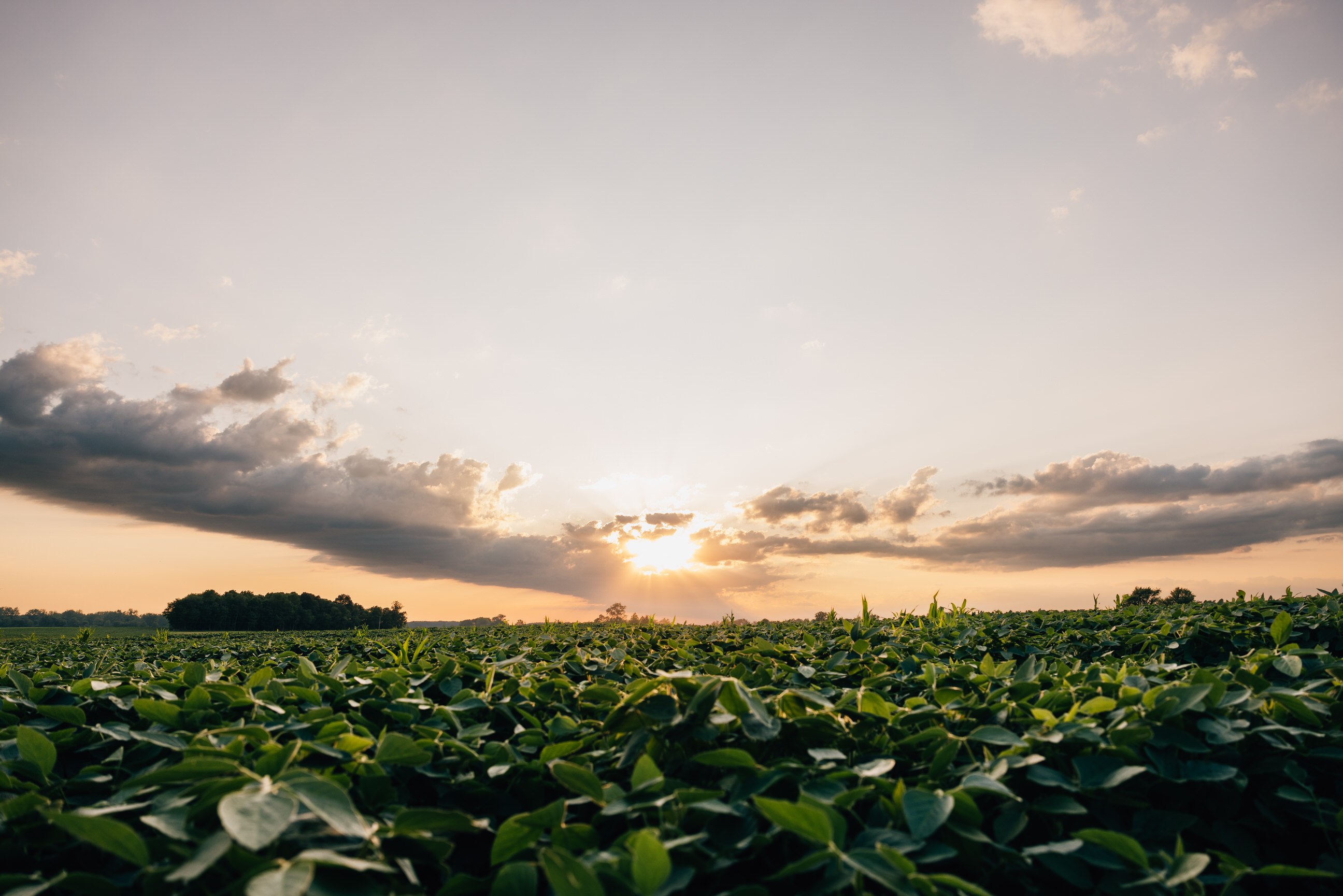 sunset over bean field