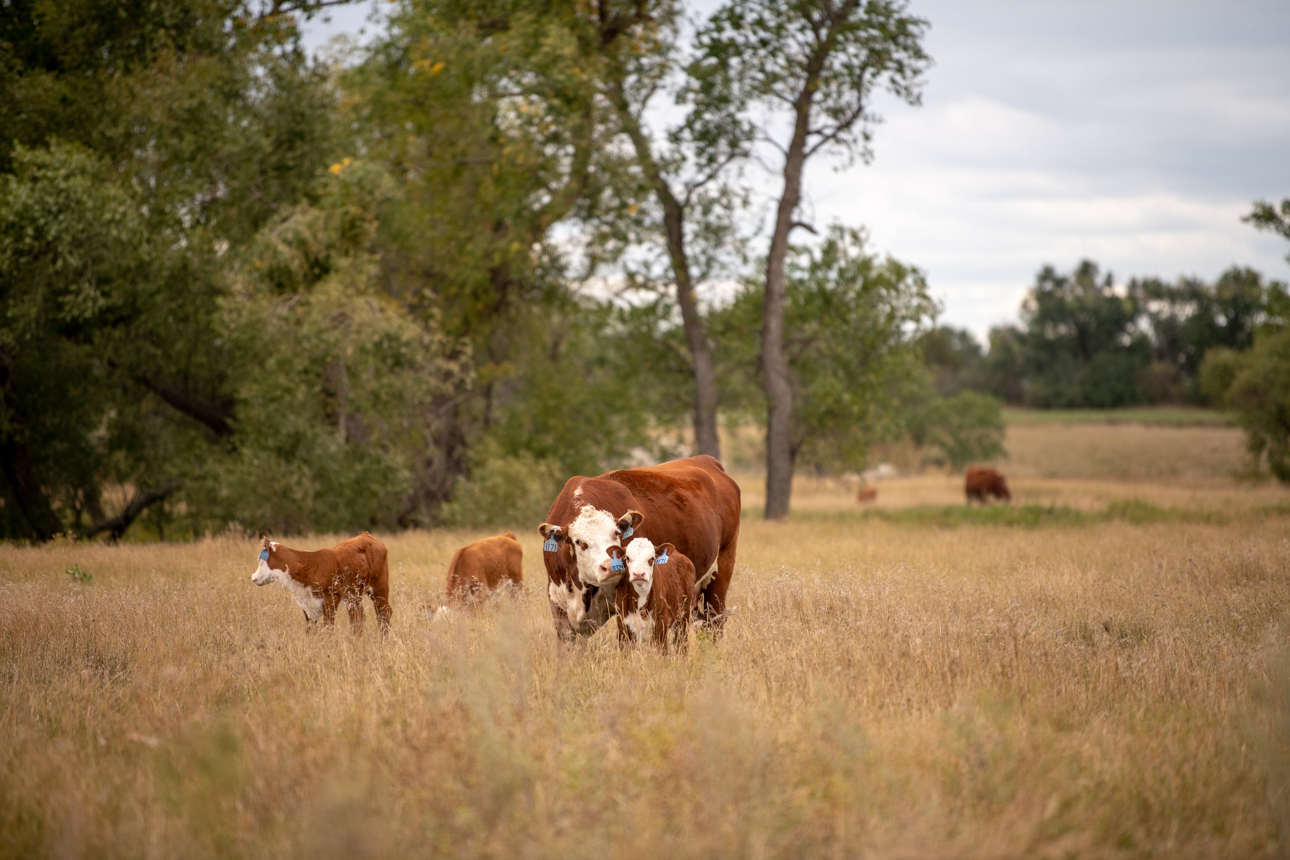 hereford cow-calf