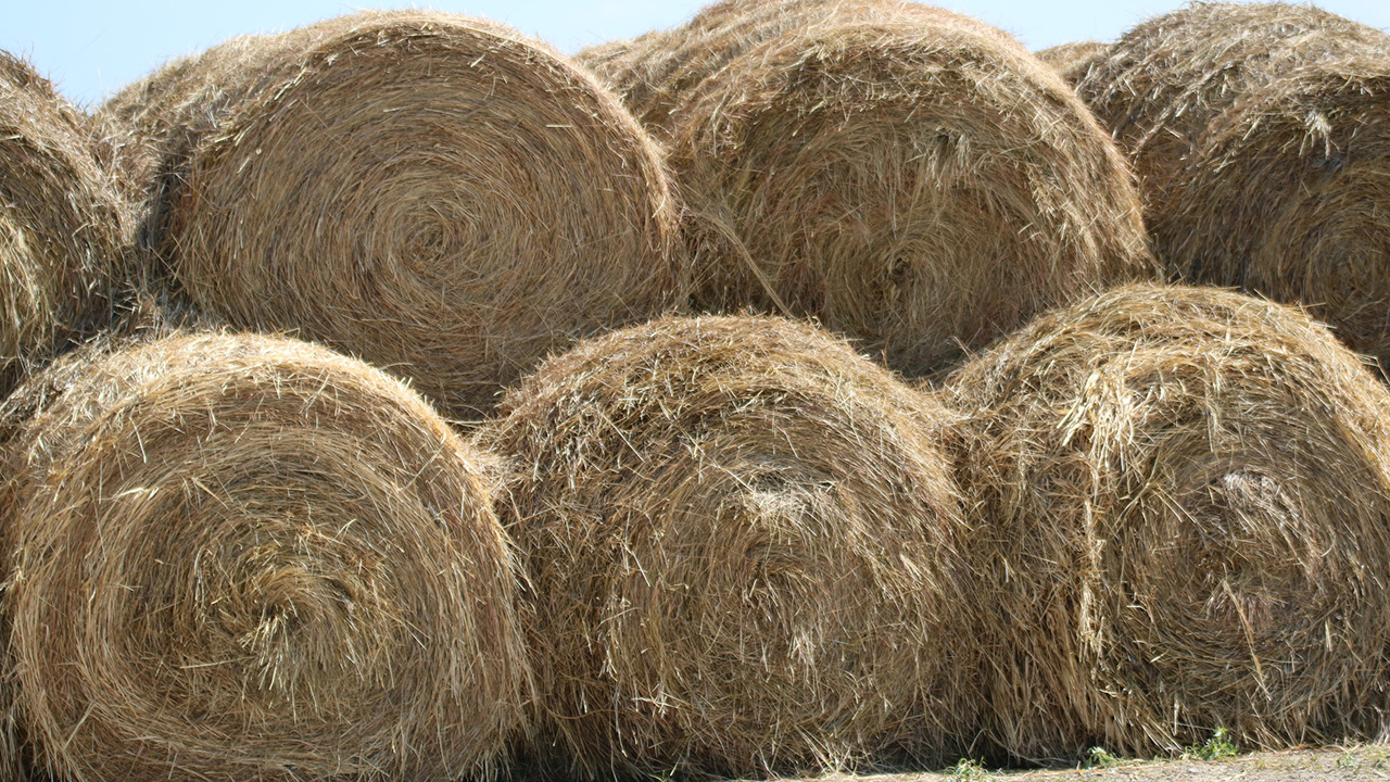 Large round hay bales stacked in rows outdoors under a clear blue sky.